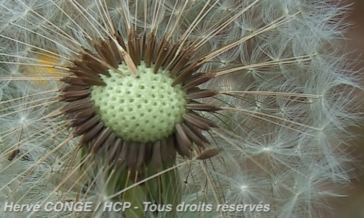 Peupler un milieu en utilisant des graines - 4mn 36s